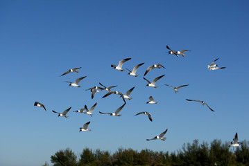 Fototapeta premium Laughing Gulls flying on beach in Ft. DeSoto, Florida USA