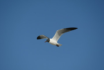 Fototapeta premium Laughing Gulls flying on beach in Ft. DeSoto, Florida USA