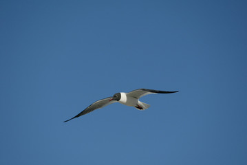 Laughing Gulls flying on beach in Ft. DeSoto, Florida USA