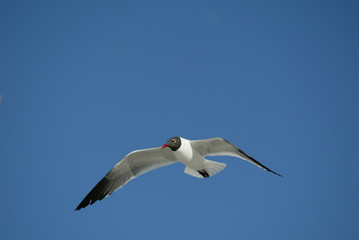 Fototapeta na wymiar Laughing Gulls flying on beach in Ft. DeSoto, Florida USA