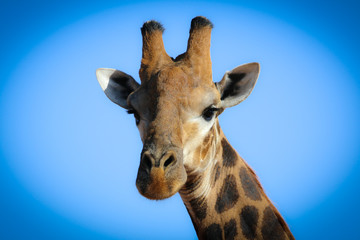 giraffe head shot