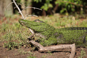 American Alligator covered with duck weed
