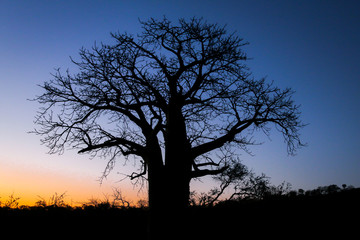 tree silhouette at sunset