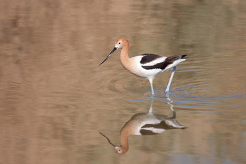 Beautiful Avocet feeding in shallow water in Nevada