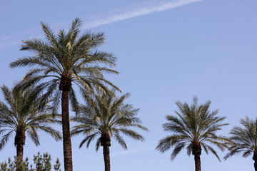 Palm trees on the Las Vegas Sky Line