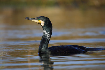 
Cormorant after swimming in the spring