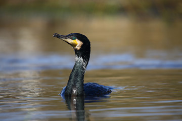 
Cormorant after swimming in the spring