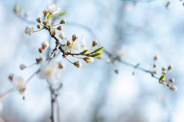 bloom tree