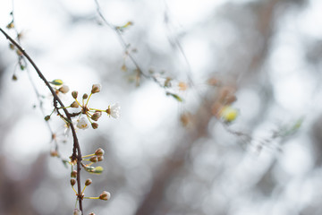 bloom tree