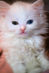 kitten with a runny nose close up