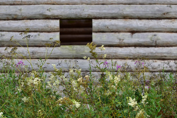 Naklejka na ściany i meble The texture of the wooden logs of the wall of the house, gray with time and rains, among the flowers