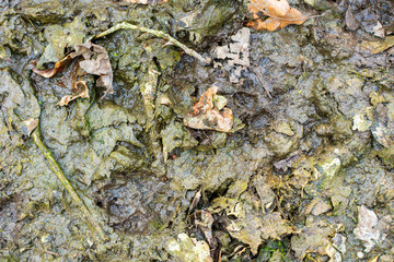 modriger Waldboden aus Schlamm, Blättern, und stöckern.