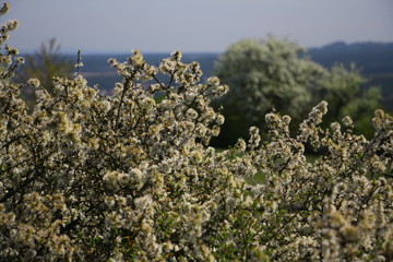 frühling