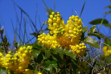 frühling