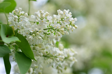 Snowy white spring bunches of white lilac close-up
