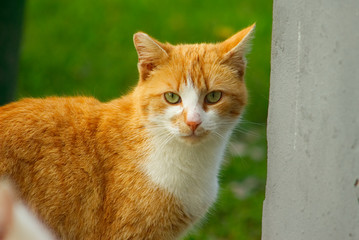 Katze