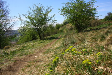 frühling
