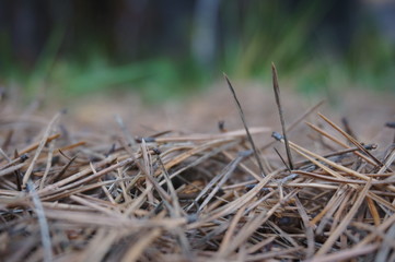 christmas tree needles texture on the ground