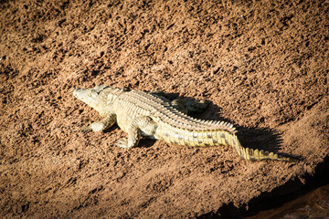 crocodile on the sand