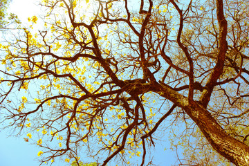 Fototapeta premium autumn tree branches