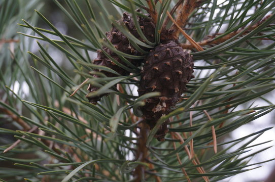 cones on the christmas tree in the park 