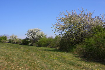 frühling