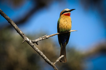 White-fronted bee-eater