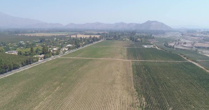 Aerial landscape over fields of vineyards grape with designation of origin. Grape plantation cutie wine lines perfect production winery wine blanc cabernet sauvignon merlot. Chile. 4K