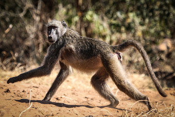 monkey running on ground