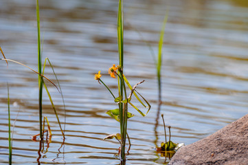 Wild shore of a beautiful lake, with boulders, grass, trees warm, sunny, spring day with slightly blurred borders