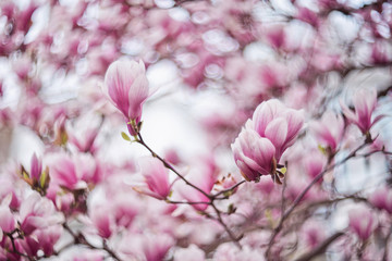 Pink magnolia spring flowers - 340026961