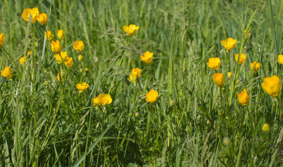 Green meadow or organic park with buttercup flowers for biodiversity