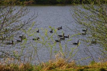 frühling
