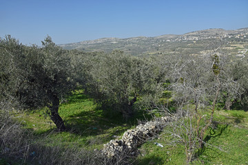 olive trees in the mountains