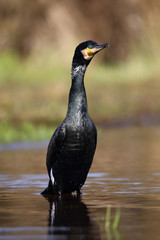 
Cormorant after swimming in the spring