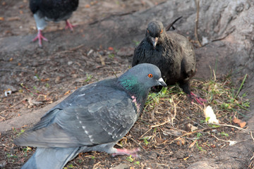 Hungry pigeons on the street eat bread crumbs.
