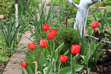 Fototapete bei efototapeten.de bestellen   