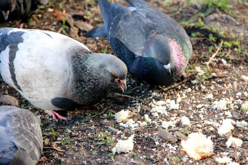 Hungry pigeons on the street eat bread crumbs.