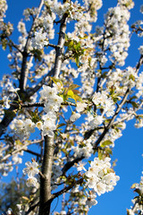 kirschbaumzweige im frühling mit vielen blüten