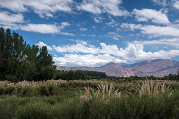 Scenery view of a oasis valley in Argentina
