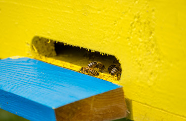 Close up of bees in the hive, selective focus