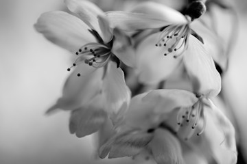 Black and white spring blossom macro - 340028737