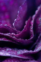 Abstract macro purple rose petals with water drops - 340028747