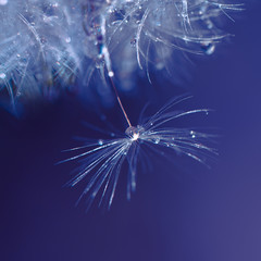 Macro dandelion on blue background