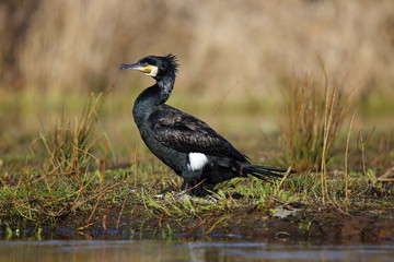  Cormorant after swimming in the spring © moniadk