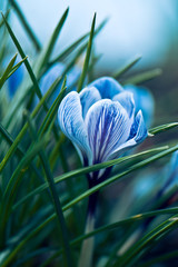 Blue crocus flower in the garden - 340029115