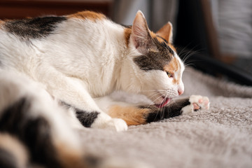 A white and red cat is lying on the bed and licking its hind leg.