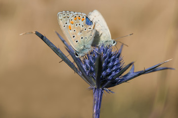 Photo by angelo scarponi from italy