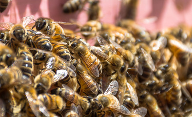 Close up of bees in the hive, selective focus