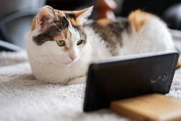 A white cat with a red hair is lying on the bed and is looking at her smartphone.